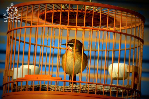 Bird in a cage